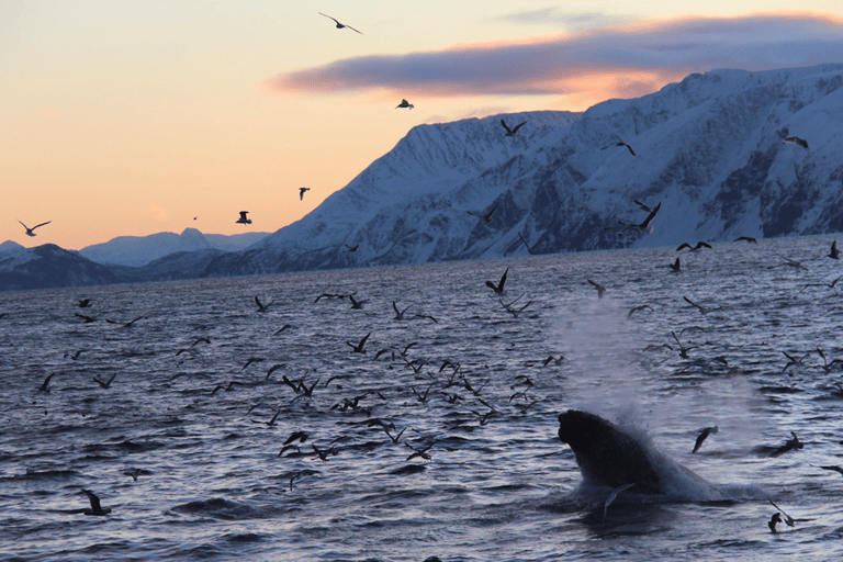 Tromsø Fjord Cruise - With a stop at Sommarøy Island