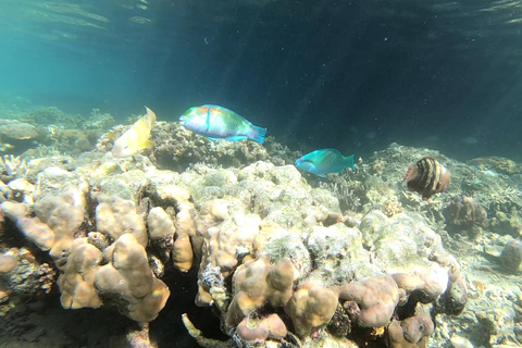 Palawan: Avontuur met doejong kijken en snorkelen op een eiland