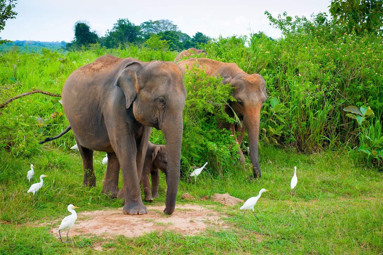 Udawalawe Safari Privater Tagestour mit Mittagessen – Alles inklusive