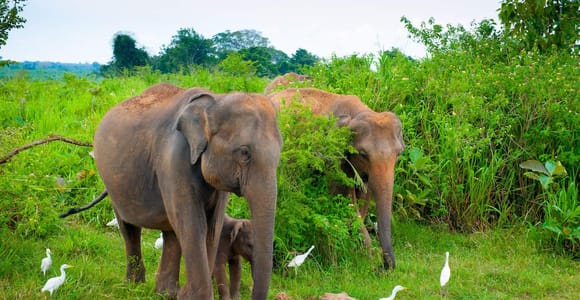 Udawalawe Safari Privater Tagestour mit Mittagessen – Alles inklusive