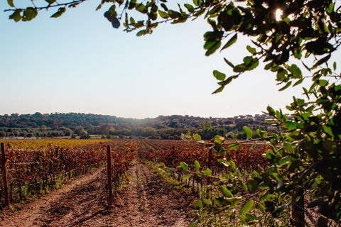Évora: Jeep Vineyards Tour with Regional Wine & Food Tasting