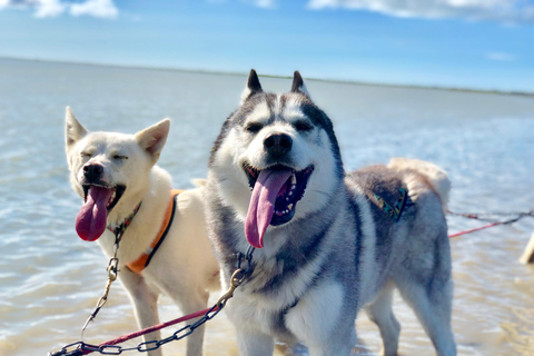 Island-Husky-Tour – Fahrt- und Kuschel-ErlebnisIsland: Husky-Schlittenfahrt und Kuschelerlebnis