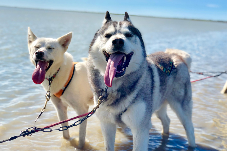 Island-Husky-Tour – Fahrt- und Kuschel-ErlebnisIsland: Husky-Schlittenfahrt und Kuschelerlebnis