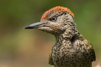 Monferrato: Vogelbeobachtung und Wildtierfotografie