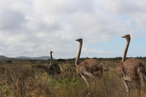Kaapstad: 5-daagse bloementour langs de westkust