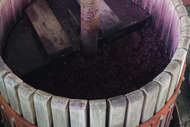 Desde Las Américas!VIP Wine tasting & Guachinche lunch 1200m VIP Wine Tour! Enjoy 7 wines in bodega & Guachinche lunch
