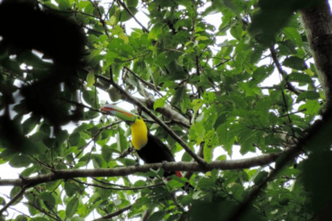 San Cristobal: Excursão de 4 dias pela natureza na selva LacandonEm uma cabana na selva com banheiro compartilhado