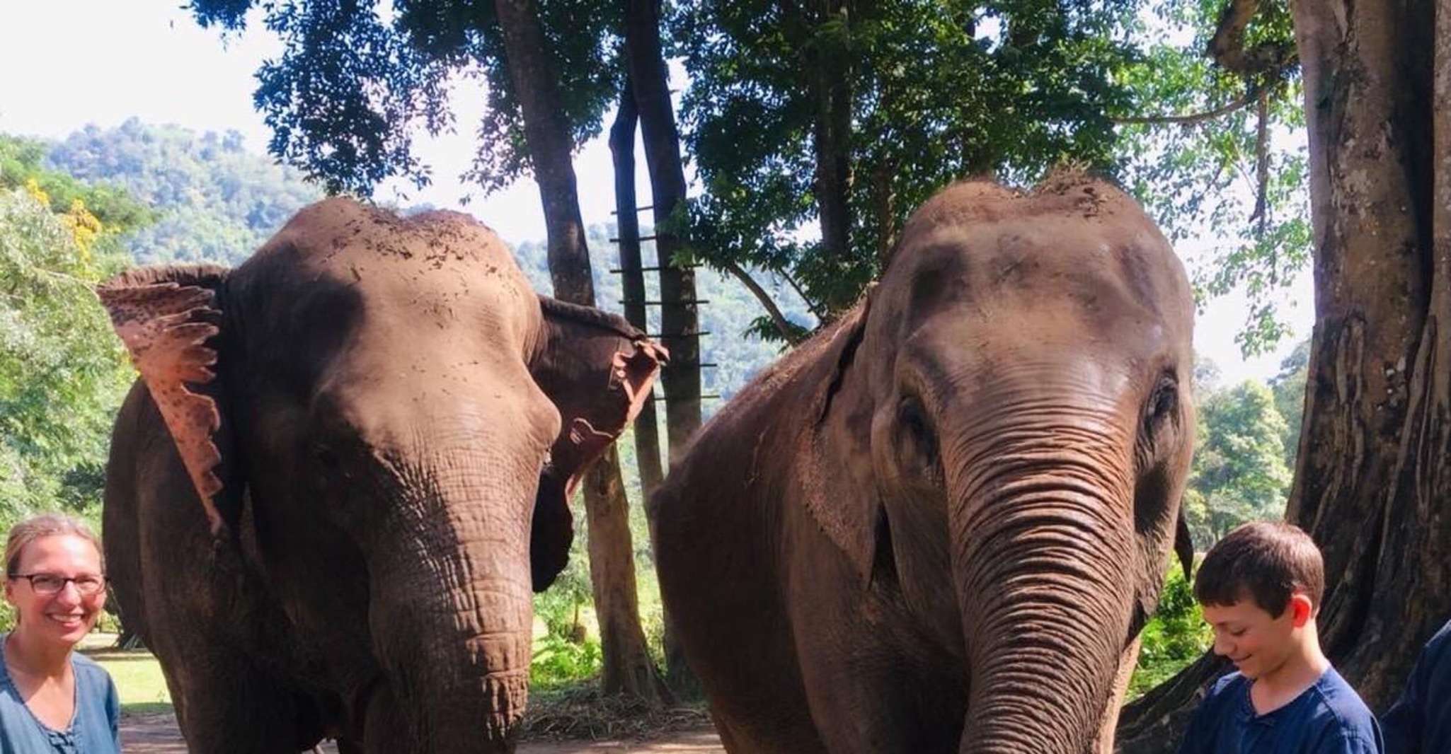 Half Day Elephant Care - Housity