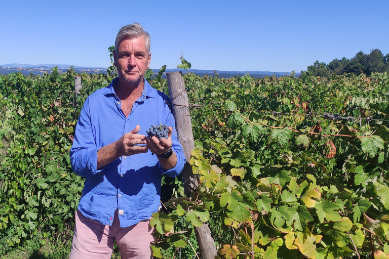 Carcassonne: Wine Tasting of the Languedoc Roussillon Carcassonne: Afternoon Wine Tasting Languedoc Roussillon