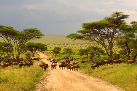 Arusha: 5-Day Serengeti and Ngorongoro Crater Safari