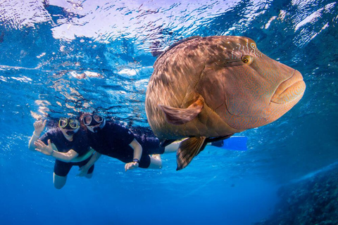 Cairns: Great Barrier Reef Snorkeling Tour with Lunch