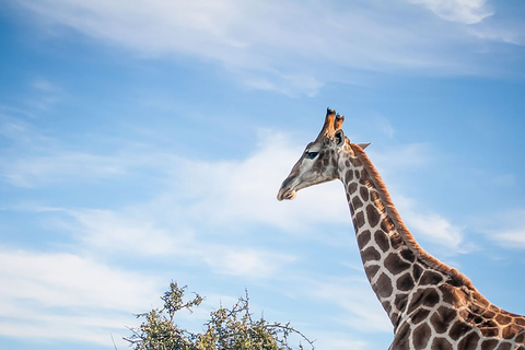 Depuis Le Cap/Stellenbosch : Garden Route et safari, 3 joursForfait chambre dortoir en auberge