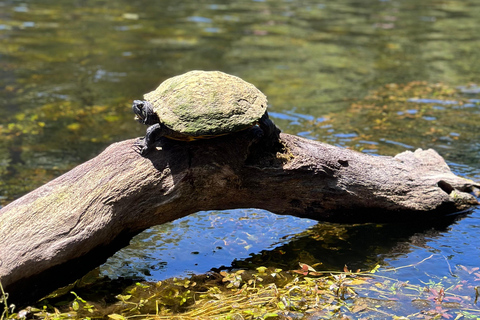 Gilchrist Blue: Clear Kayak Eco Tour