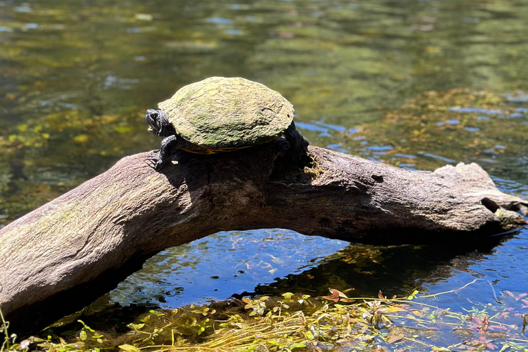 Gilchrist Blue: Clear Kayak Eco Tour