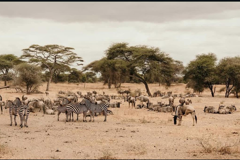 Safari di 2 giorni da Zanzibar al Tarangire e al cratere Ngorongoro
