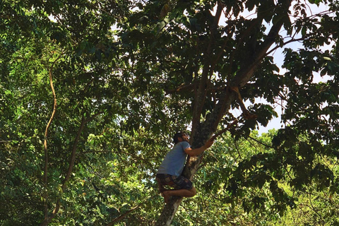 Tour de café, cacau e trekking em Minca: Natureza, cultivos e produção