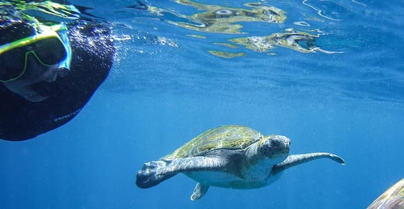 Tenerife: Guided Snorkeling Tour Incl. Gear