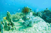 From Da Nang/ Hoi An, Cham Island Snorkeling Private Tour - Housity
