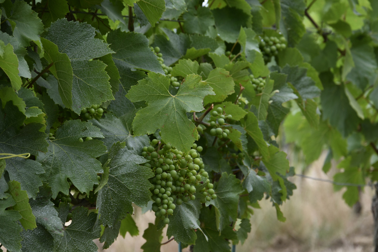 Educational hike in the Anjou vineyards Wine Hike