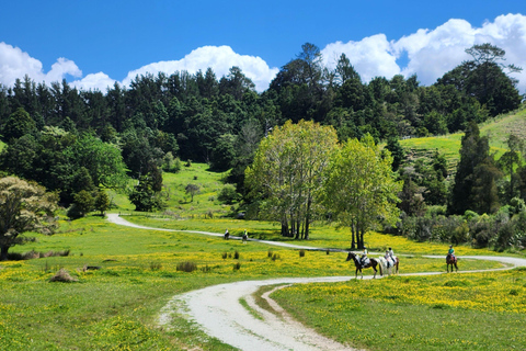 Auckland: Honey Center, Horse Riding & Sheep World Tour