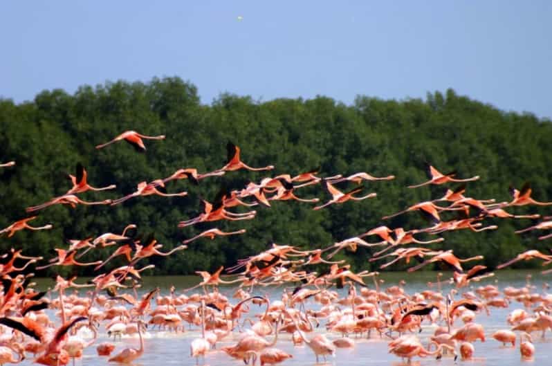 Visite privée Celestun Observation des flamants roses et de la plage