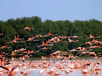 Tour privado Celestún Observación de Flamencos y Playa