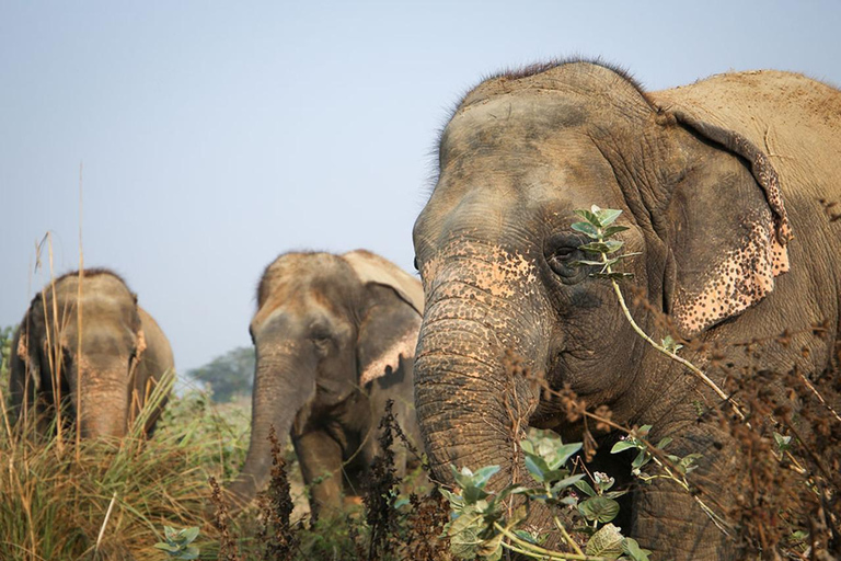 Z Delhi: Sunrise Taj Mahal &amp; Elephant Conservation Tour.Z Delhi: Taj Mahal &amp; Elephant SOS Tour (bez biletów i lunchu)