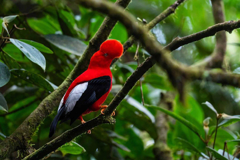 From Cusco: 3-Day Manu National Park Tour with Lodging