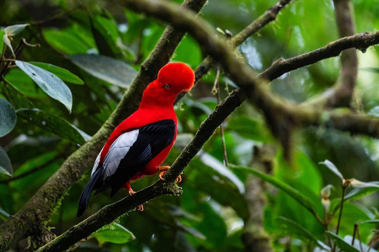 From Cusco: 3-Day Manu National Park Tour with Lodging