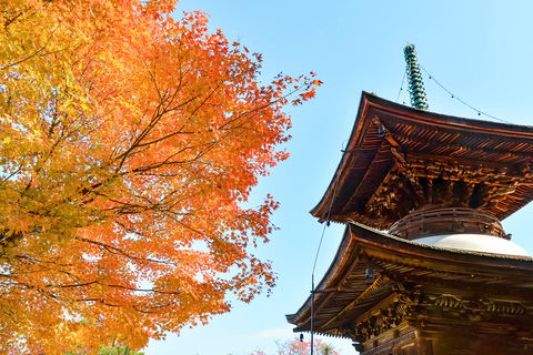 Osaka/Kyoto: Arashiyama, Nara Park & Fushimi Inari Day Tour Kyoto Departure: Private Sightseeing Tours