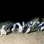 Da Melbourne: tour di 1 giorno a Phillip Island e alla parata dei pinguini