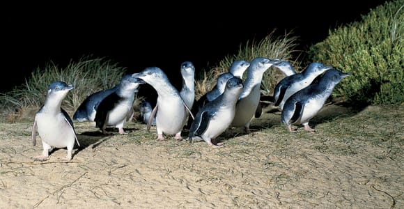 From Melbourne: Phillip Island & Penguin Parade 11-Hour Tour