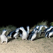 From Melbourne: Phillip Island and Penguin Parade Day Tour