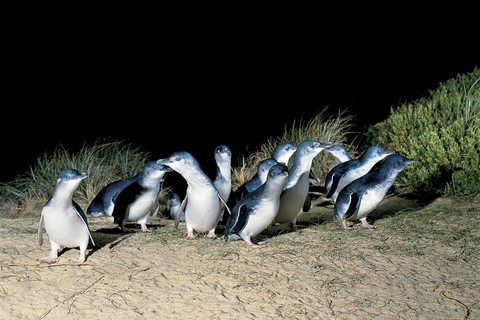 De Melbourne: Excursão de um dia para Phillip Island e Penguin Parade