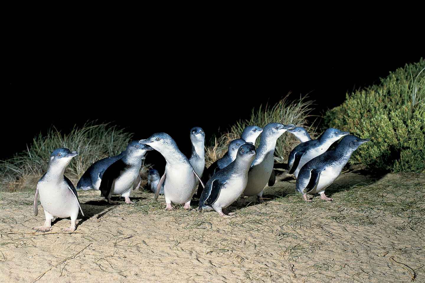 From Melbourne: Phillip Island and Penguin Parade Day Tour - From Melbourne: Phillip Island and Penguin Parade Day Tour