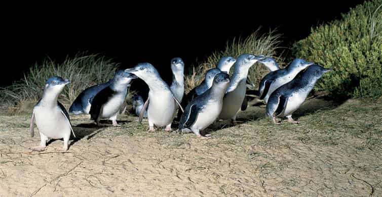 From Melbourne: Phillip Island and Penguin Parade Day Tour