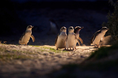 Melbourne: Penguin Parade Tour mit Puffing Billy Zugfahrt