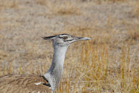 Windhoek: 3-Day Guided Safari in Etosha with Lodge