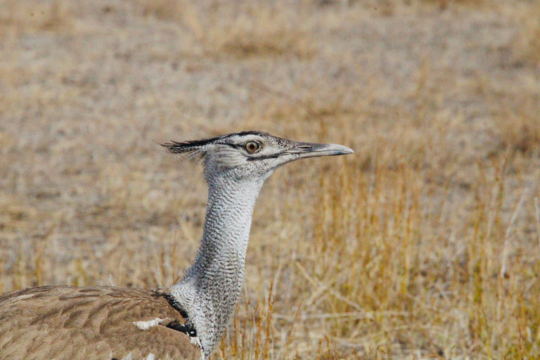 Windhoek: 3-Day Guided Safari in Etosha with Lodge