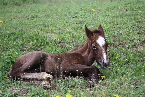 Thessaloniki: Horse Riding Escape with Farm