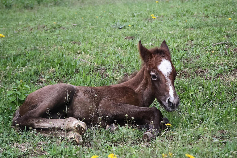 Thessaloniki: Horse Riding Escape with Farm