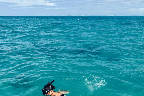 Rencontre avec des dauphins sauvages et plongée en apnée - Ile Maurice.