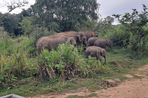 From Sigiriya/Habarana: Hurulu Eco Park Wild Elephant Safari From Sigiriya/Habarana: Minneriya /Kaudulla Elephant Safari