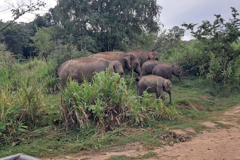 From Sigiriya/Habarana: Hurulu Eco Park Wild Elephant Safari From Sigiriya/Habarana: Minneriya /Kaudulla Elephant Safari