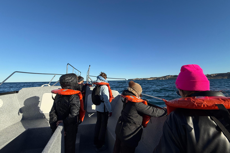 Península Valdés: Whale Watching Boat Tour with Guide
