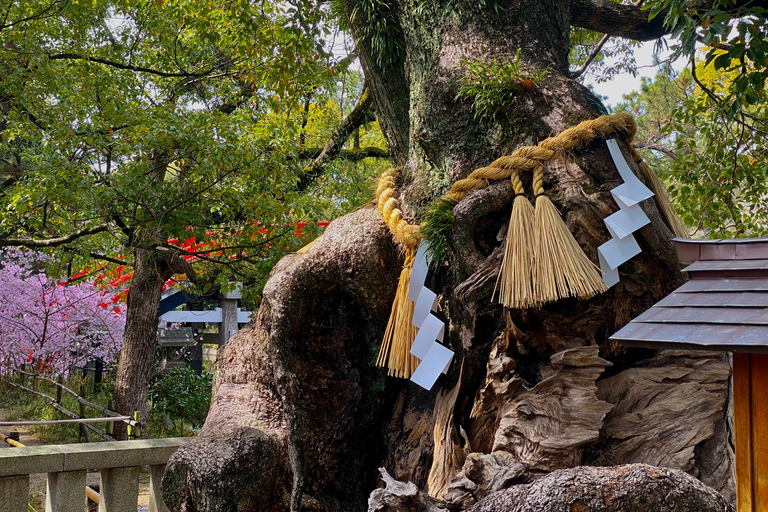 Osaka: Sumiyoshi Taisha, Sakai e tour della cerimonia del tèPranzo incluso