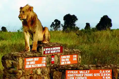 Escala no aeroporto de Nairobi: Visita o Parque Nacional de Nairobi com taxas