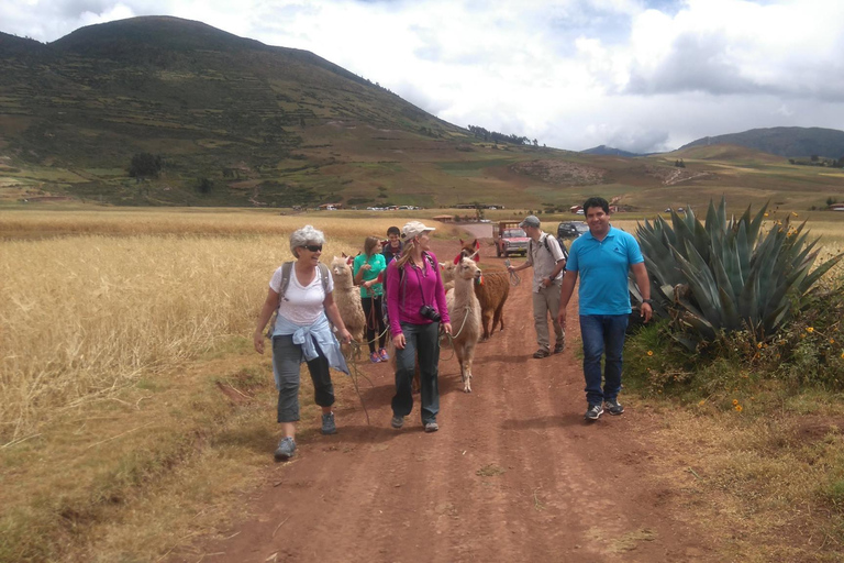 Cusco: Llama and Alpaca Trekking in the Sacred Valley