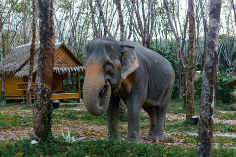 Phuket: Ethical Elephant Sanctuary Interactive Tour Ticket & Shared Transfer from Phuket Hotels