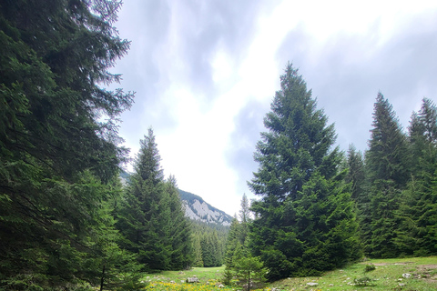 Brașov: Caminhada privada em Piatra Craiului até a cabana CurmaturaBrașov: Caminhada Privada de Piatra Craiului até a Cabana Curmatura